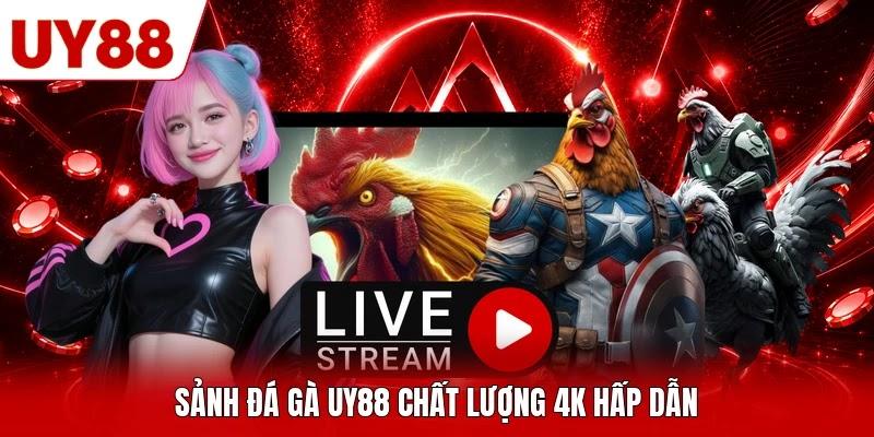 Sảnh đá gà UY88 chất lượng 4K hấp dẫn Sảnh đá gà UY88 chất lượng 4K hấp dẫn
